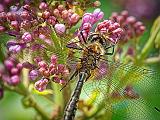 Dragonfly On A Lilac_DSCF02600